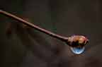 water drop on rhododendron bud